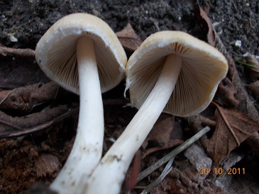 funghi da determinare